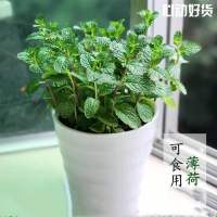 薄荷两盆 不含盆 [驱蚊必备]驱蚊+薄荷+清香木+九里香 盆栽室内绿植