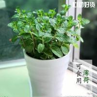 薄荷一盆 含盆 [驱蚊必备]驱蚊+薄荷+清香木+九里香 盆栽室内绿植