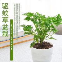 驱蚊草两盆 含盆 [驱蚊必备]驱蚊+薄荷+清香木+九里香 盆栽室内绿植