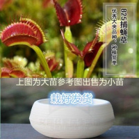 B52 石丸盆[小苗] 栽好货食虫捕蝇驱蚊食人花吃虫抓虫食蚊猪笼盆栽植物苗