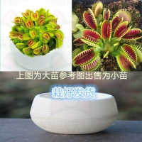 双捕套餐[热卖] 石丸盆[小苗] 栽好货食虫捕蝇驱蚊食人花吃虫抓虫食蚊猪笼盆栽植物苗
