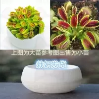 双捕套餐【热卖】 陶瓷盆【热卖款】 栽好货食虫捕蝇驱蚊食人花吃虫抓虫食蚊猪笼盆栽植物苗