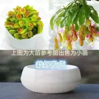 捕猪套餐[热卖] 陶瓷盆[热卖款] 栽好货食虫捕蝇驱蚊食人花吃虫抓虫食蚊猪笼盆栽植物苗