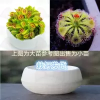 捕茅套餐[热] 石丸盆[小苗] 栽好货食虫捕蝇驱蚊食人花吃虫抓虫食蚊猪笼盆栽植物苗