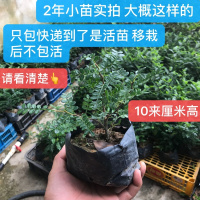 清香木1棵 3年苗 清香木盆栽正宗驱蚊好养四季花卉绿植物室内小盆景胡椒木老桩苗