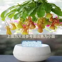 猪笼草 陶瓷盆[热卖款] 栽好货食虫捕蝇驱蚊食人花吃虫抓虫食蚊猪笼盆栽植物苗