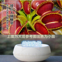 矮巨人 石丸盆[小苗] 栽好货食虫捕蝇驱蚊食人花吃虫抓虫食蚊猪笼盆栽植物苗