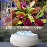 红夹捕 陶瓷盆[热卖款] 栽好货食虫捕蝇驱蚊食人花吃虫抓虫食蚊猪笼盆栽植物苗