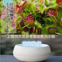 红齿捕 陶瓷盆[热卖款] 栽好货食虫捕蝇驱蚊食人花吃虫抓虫食蚊猪笼盆栽植物苗