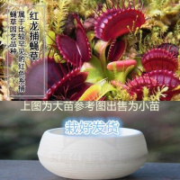 红龙捕 陶瓷盆【热卖款】 栽好货食虫捕蝇驱蚊食人花吃虫抓虫食蚊猪笼盆栽植物苗