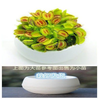 绿巨人[热卖] 石丸盆[小苗] 栽好货食虫捕蝇驱蚊食人花吃虫抓虫食蚊猪笼盆栽植物苗