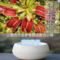 美人齿 懒人盆[中苗] 栽好货食虫捕蝇驱蚊食人花吃虫抓虫食蚊猪笼盆栽植物苗