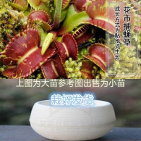 花市捕 石丸盆[小苗] 栽好货食虫捕蝇驱蚊食人花吃虫抓虫食蚊猪笼盆栽植物苗