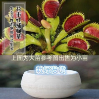 花市红 陶瓷盆[热卖款] 栽好货食虫捕蝇驱蚊食人花吃虫抓虫食蚊猪笼盆栽植物苗