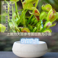 大宝贝 懒人盆[大苗] 栽好货食虫捕蝇驱蚊食人花吃虫抓虫食蚊猪笼盆栽植物苗
