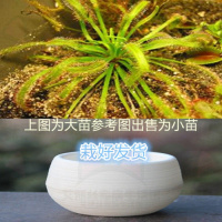 好望角 懒人盆[大苗] 栽好货食虫捕蝇驱蚊食人花吃虫抓虫食蚊猪笼盆栽植物苗