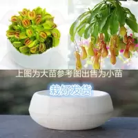 捕猪套餐[热卖] 懒人盆[大苗] 栽好货食虫捕蝇驱蚊食人花吃虫抓虫食蚊猪笼盆栽植物苗