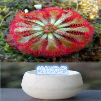 洛芙丽 懒人盆[大苗] 栽好货食虫捕蝇驱蚊食人花吃虫抓虫食蚊猪笼盆栽植物苗