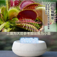 烈焰捕 懒人盆[大苗] 栽好货食虫捕蝇驱蚊食人花吃虫抓虫食蚊猪笼盆栽植物苗