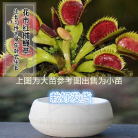 花市红 懒人盆[大苗] 栽好货食虫捕蝇驱蚊食人花吃虫抓虫食蚊猪笼盆栽植物苗