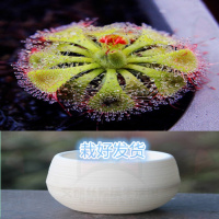 锦地罗 懒人盆【大苗】 栽好货食虫捕蝇驱蚊食人花吃虫抓虫食蚊猪笼盆栽植物苗