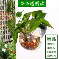直径23CM透明款 墙饰挂饰水培绿萝花盆壁挂鱼缸装扮房间装饰品卧室客厅背景墙壁饰