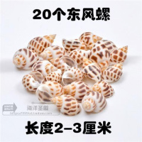 20个东风螺 天然海螺贝壳珊瑚鱼缸装饰品拍摄道具多肉微观地中海布景海星摆件