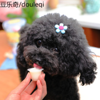 BOTH山羊奶果冻布丁整包15颗泰迪比熊成犬训练奖励补钙狗狗零食