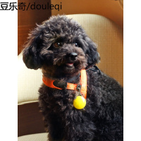 小狗狗发光吊坠led宠物用品夜间发光灯猫咪防走失铃铛闪光遛狗灯