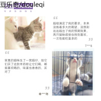 卫仕幼猫羊奶粉怀孕哺乳期母猫幼猫低敏奶粉猫营养c