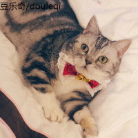 少女心宠物猫咪蝴蝶结领结铃铛项圈美短英短可爱英伦帅气绅士饰品