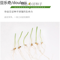 猫种子水培除毛球化毛膏大麦猫种籽种植套装盆栽猫薄荷猫零食