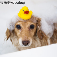 狗狗玩具发声耐咬可爱会叫泰迪金毛小鸭泡澡球宠物用品