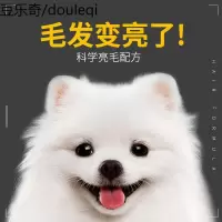 醇粹狗粮泰迪贵宾博美比熊雪纳瑞小型犬通用型成犬粮10kg20斤装