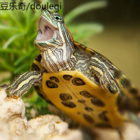 小乌龟活物巴西龟小宠物乌龟半水龟小龟龟大送运输盒