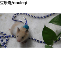 仓鼠绳子牵引绳荷兰猪用品玩具溜鼠绳背带式豚鼠金丝熊链子项圈松