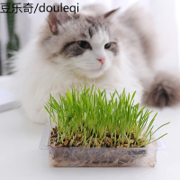 猫水培猫薄荷猫零食大麦去毛球化毛膏种籽袋装调理肠胃种植袋