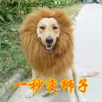 宠物狗狗头饰 变身金毛狮子头套假发猫咪头套围脖帽子发饰装饰