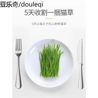 麦德豪猫种植套装去毛球化毛猫猫薄荷小麦种子猫零食猫咪盆栽