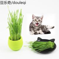静一-小野豹糖果猫套装 猫种子猫薄荷猫零食 种植猫