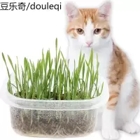 猫种子薄荷粉猫零食猫咪化毛去毛球猫大麦套装水培土壤种植