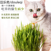 猫咪零食猫种子营养土套餐发芽率高大麦种子催吐毛球猫猫用品