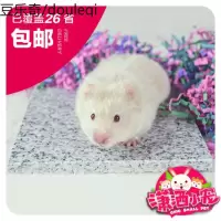 全国 仓鼠用品 仓鼠熊天然大理石散热板 夏日 散热降温