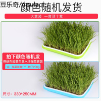 猫水培猫种子种植套装猫咪化毛膏去毛球猫种籽猫零食猫薄荷