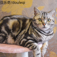 MAODOU/小毛豆 猫爬架剑麻磨爪猫爪柱猫窝猫树猫跳台宠物猫咪玩具