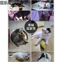 猫玩具猫薄荷逗猫棒猫咪磨牙的小猫抱枕宠物仿真猫咪博荷鱼枕头