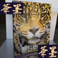 正版旧书自然之灵 猫科动物（全彩）Y-D-S-D