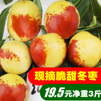 2020现摘现发脆甜冬枣新鲜脆枣孕妇水果山西冬枣红枣净重1斤