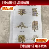 临床解剖学彩色挂图:骨科 全套16张图 库存 非二手