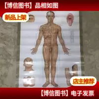 针灸穴位挂图 全套 3张图 库存 非二手